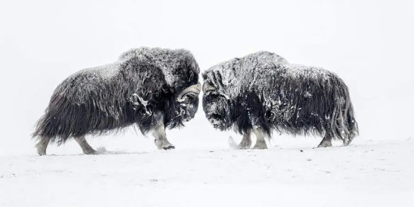 Exposition – « Les 3 Pôles » de Vincent MUNIER (15 octobre 2022 – 15 janvier 2023)