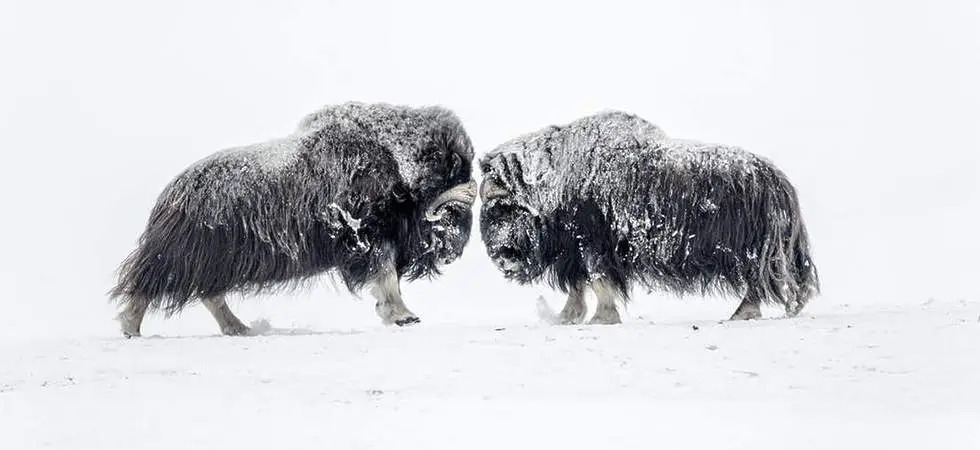 Exposition – « Les 3 Pôles » de Vincent MUNIER (15 octobre 2022 – 15 janvier 2023)