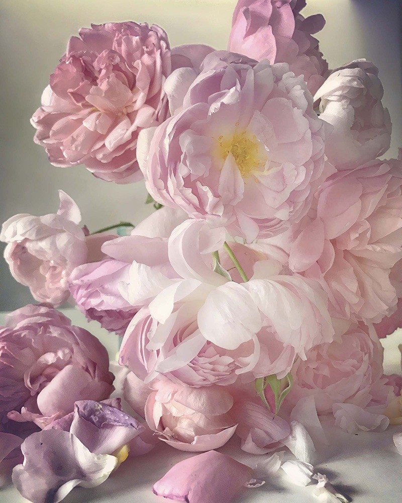 Nick Knight Roses from my Garden